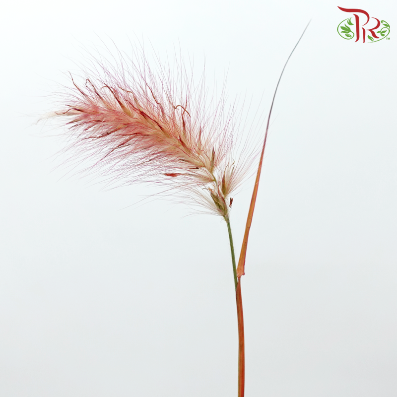 Pennisetum - Burgundy (Per Bunch)-Burgundy-China-prflorist.com.my