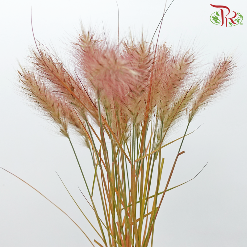 Pennisetum - Burgundy (Per Bunch)-Burgundy-China-prflorist.com.my