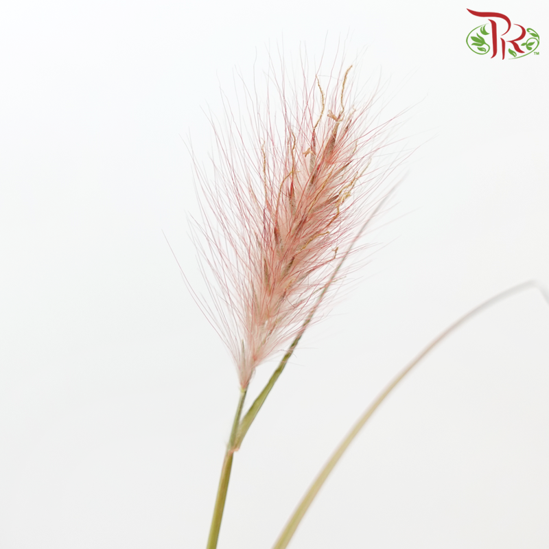Pennisetum - Burgundy (Per Bunch)-Burgundy-China-prflorist.com.my