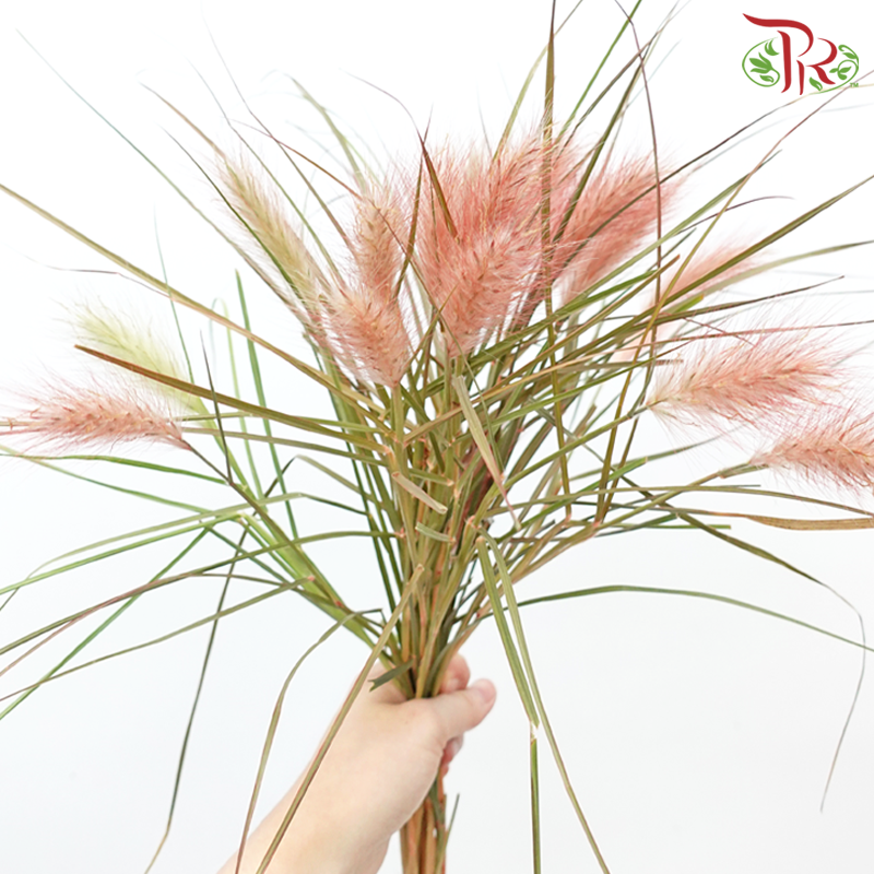 Pennisetum - Burgundy (Per Bunch)-Burgundy-China-prflorist.com.my