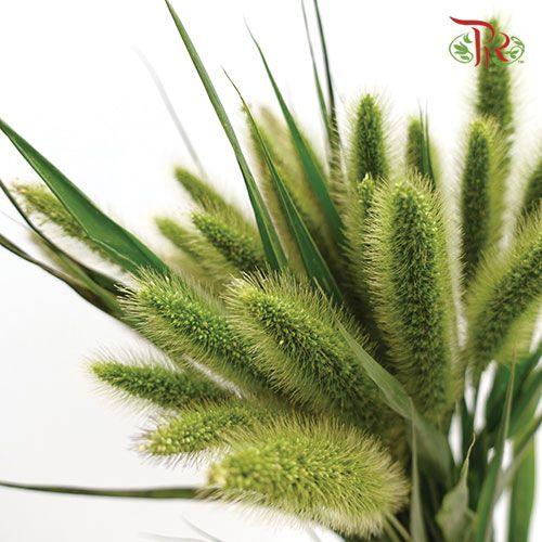Pennisetum - Green (Per Bunch)-China-prflorist.com.my