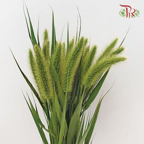 Pennisetum - Green (Per Bunch)-China-prflorist.com.my