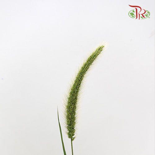 Pennisetum - Green (Per Bunch)-China-prflorist.com.my