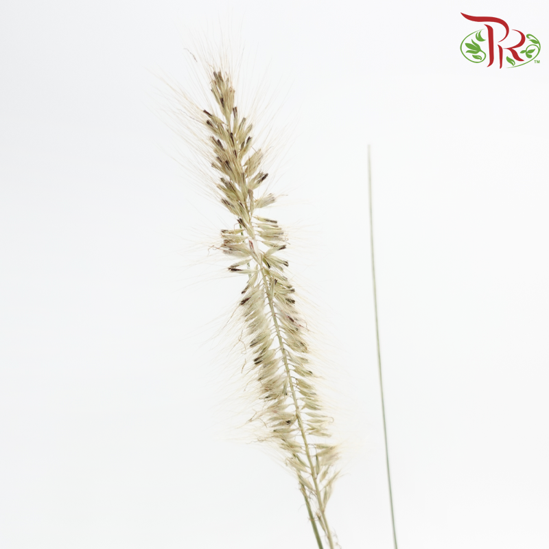 Pennisetum - Greyish Brown (10 Stems)-Brown-Netherland-prflorist.com.my