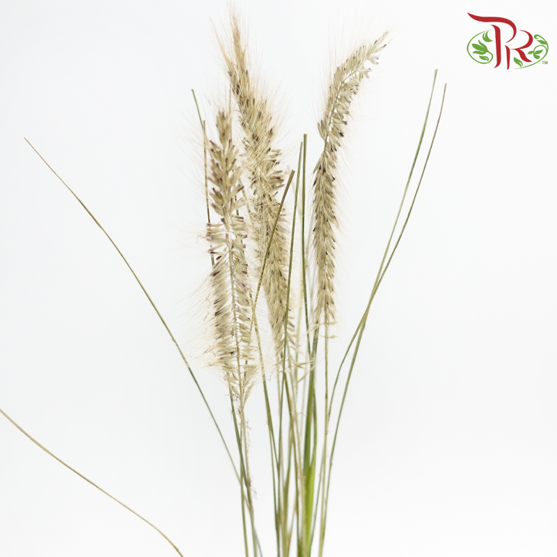 Pennisetum - Greyish Brown (10 Stems)-Brown-Netherland-prflorist.com.my