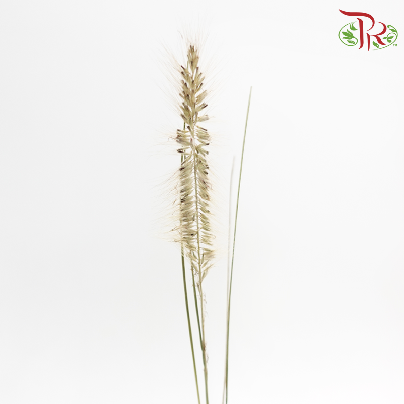 Pennisetum - Greyish Brown (10 Stems)-Brown-Netherland-prflorist.com.my