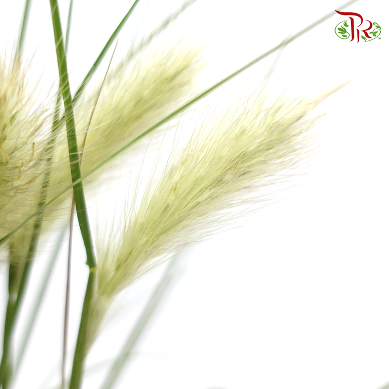Pennisetum - Olive Green (Per Bunch)-China-prflorist.com.my