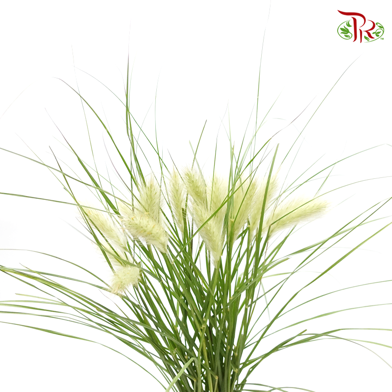 Pennisetum - Olive Green (Per Bunch)-China-prflorist.com.my