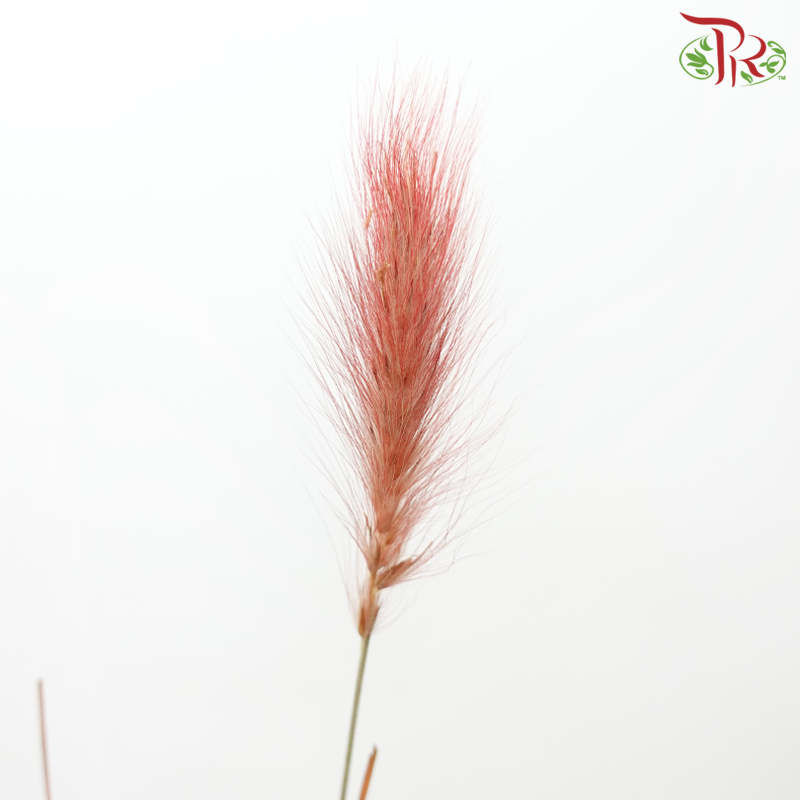 Pennisetum - Red (Per Bunch)-Red-China-prflorist.com.my