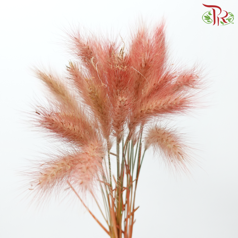 Pennisetum - Red (Per Bunch)-Red-China-prflorist.com.my