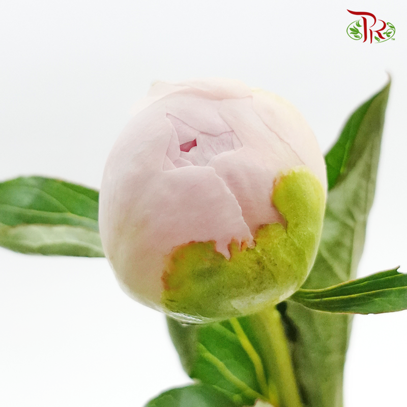 Peony - Lemonade Pink (2 Stems) - Pudu Ria Florist