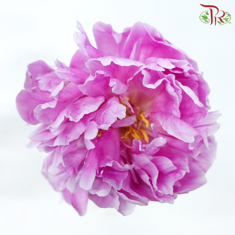 Peony - Agate Pink ***FRAGILE (5 Stems)***(Small / Medium Head)-Pink-China-prflorist.com.my