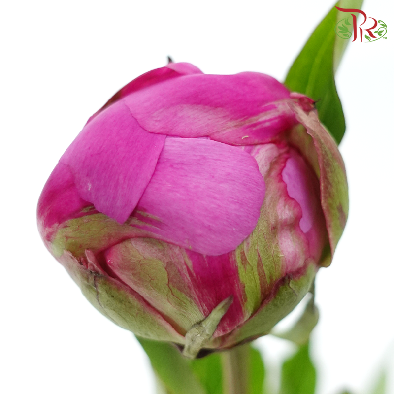 Peony - Agate Pink ***FRAGILE (5 Stems)***(Small / Medium Head)-Pink-China-prflorist.com.my