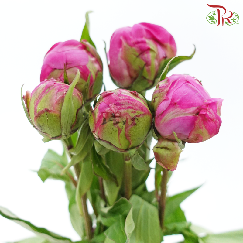Peony - Agate Pink ***FRAGILE (5 Stems)***(Small / Medium Head)-Pink-China-prflorist.com.my