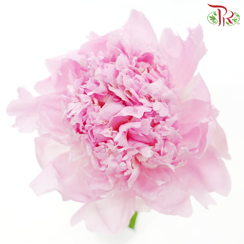 Peony -Angel Cheek (5 Stems)-Light Pink-China-prflorist.com.my