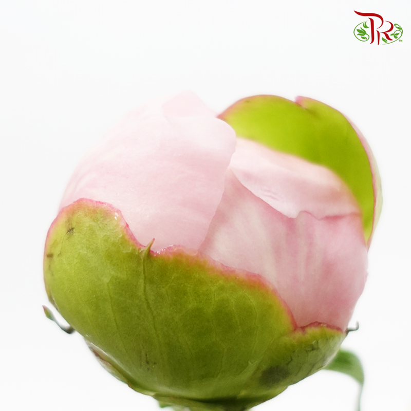 Peony -Angel Cheek (5 Stems)-Light Pink-China-prflorist.com.my