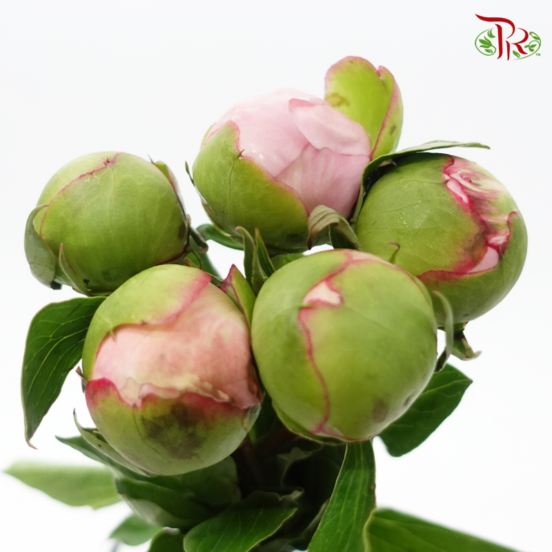 Peony -Angel Cheek (5 Stems)-Light Pink-China-prflorist.com.my