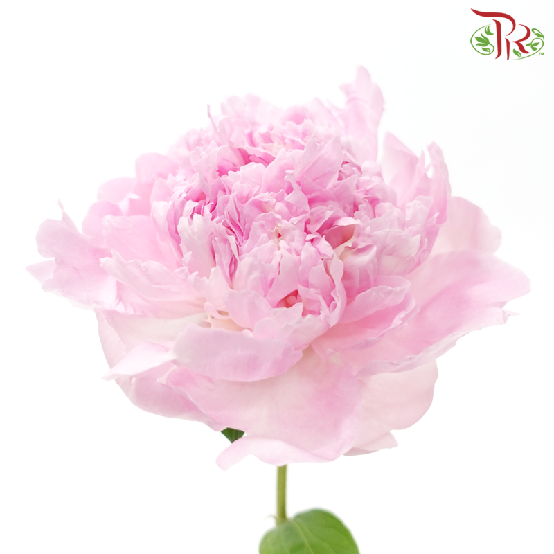Peony -Angel Cheek (5 Stems)-Light Pink-China-prflorist.com.my