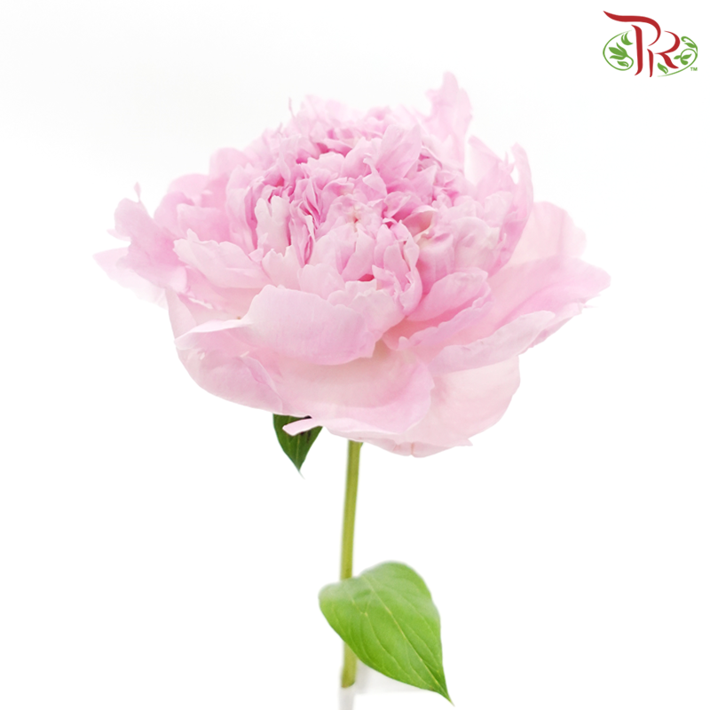Peony -Angel Cheek (5 Stems)-Light Pink-China-prflorist.com.my