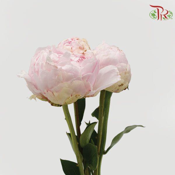 Peony - Blush Pink (2 Stems) *Small Bud ****FRAGILE-Pink-New Zealand-prflorist.com.my