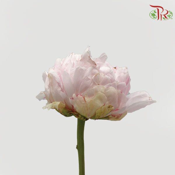 Peony - Blush Pink (2 Stems) *Small Bud ****FRAGILE-Pink-New Zealand-prflorist.com.my