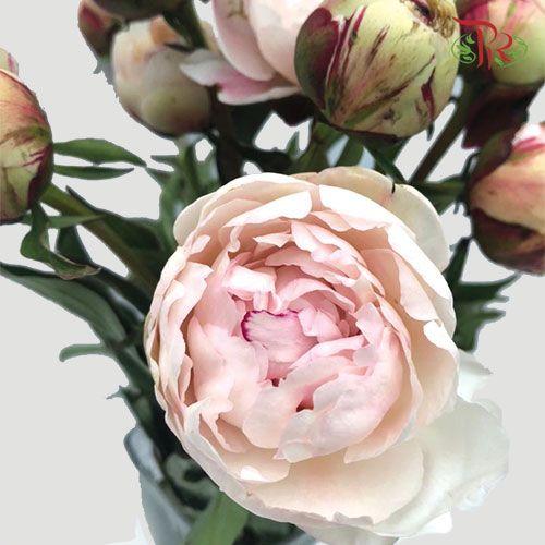 Peony - Blush Pink (5 Stems) ***Fragile (Small /Medium Size)-Pink-China-prflorist.com.my