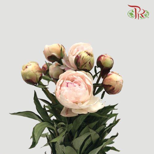 Peony - Blush Pink (5 Stems) ***Fragile (Small /Medium Size)-Pink-China-prflorist.com.my