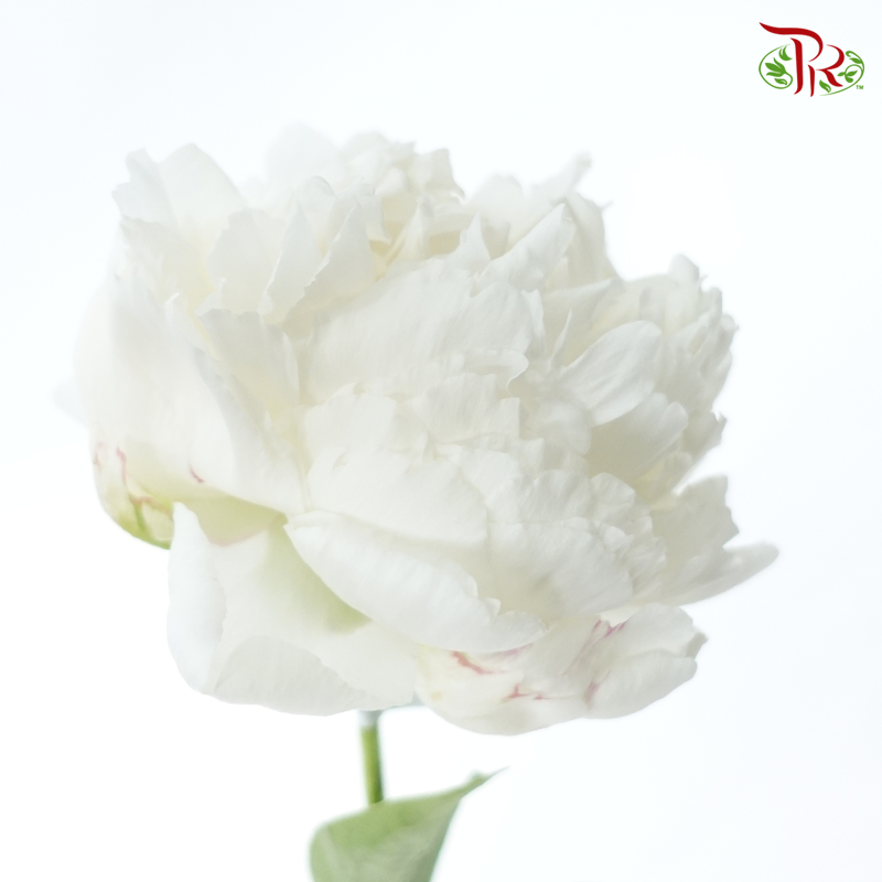 Peony - Bowl Cream***FRAGILE (5 Stems)***(Small / Medium Head)-White-China-prflorist.com.my