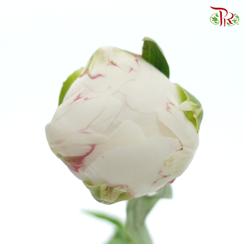 Peony - Bowl Cream***FRAGILE (5 Stems)***(Small / Medium Head)-White-China-prflorist.com.my