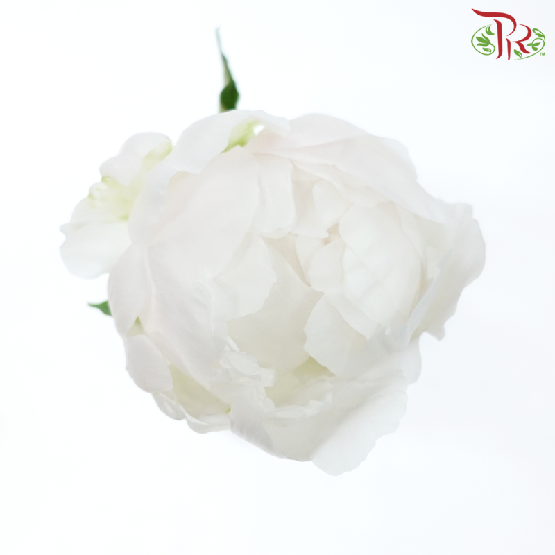 Peony - Bowl Cream***FRAGILE (5 Stems)***(Small / Medium Head)-White-China-prflorist.com.my