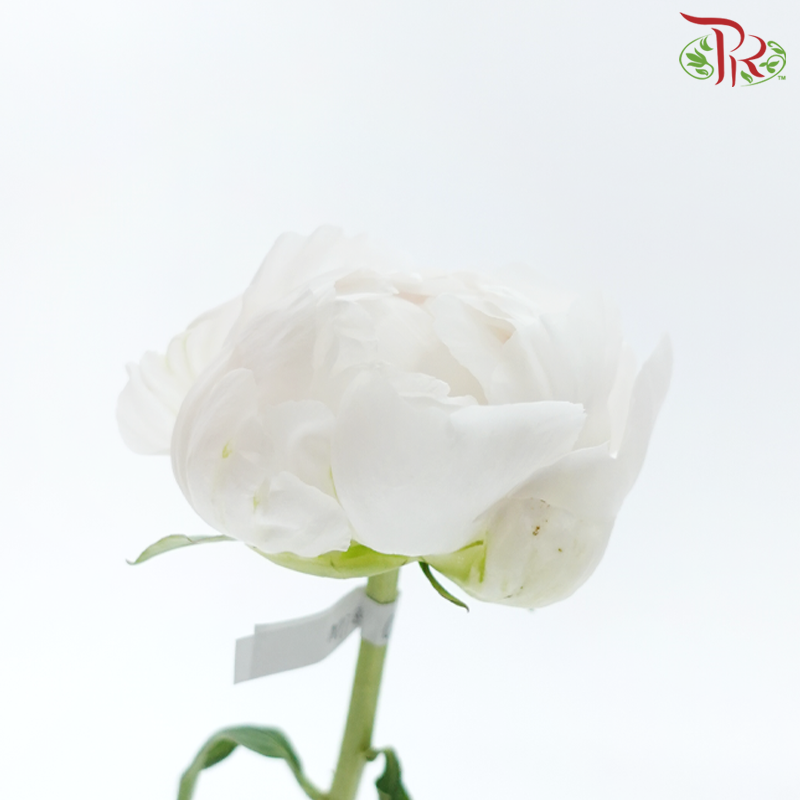 Peony - Bowl Cream***FRAGILE (5 Stems)***(Small / Medium Head)-White-China-prflorist.com.my