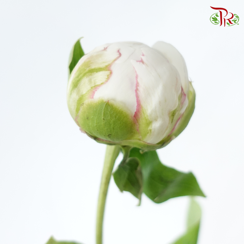 Peony - Bowl Cream***FRAGILE (5 Stems)***(Small / Medium Head)-White-China-prflorist.com.my