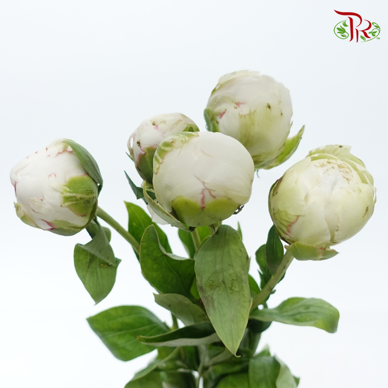 Peony - Bowl Cream***FRAGILE (5 Stems)***(Small / Medium Head)-White-China-prflorist.com.my
