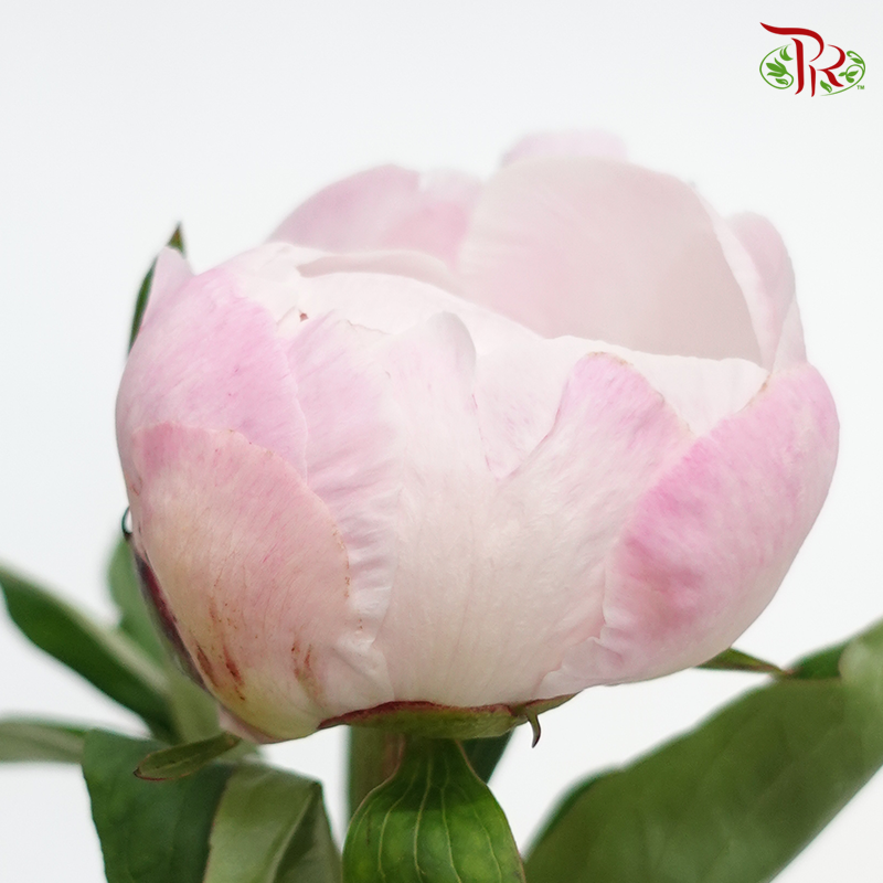 Peony - Bubble Pink (2 Stems) ***Fragile (Small/ Medium Size)-Pink-Japan-prflorist.com.my