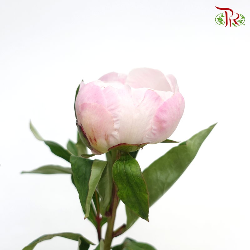 Peony - Bubble Pink (2 Stems) ***Fragile (Small/ Medium Size)-Pink-Japan-prflorist.com.my