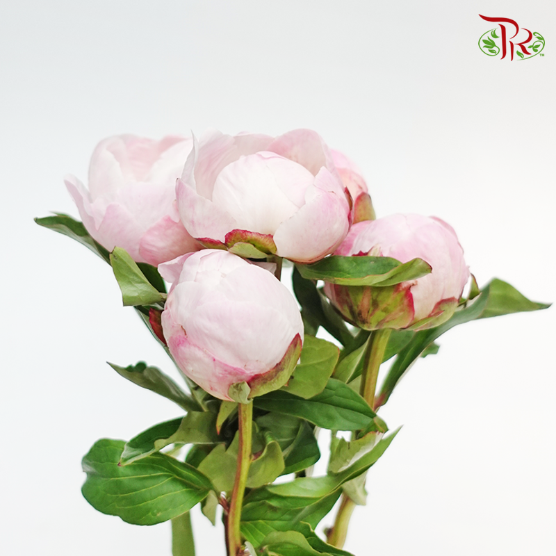 Peony - Bubble Pink (2 Stems) ***Fragile (Small/ Medium Size)-Pink-Japan-prflorist.com.my