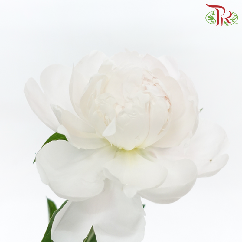 Peony - Carnival ***FRAGILE (5 Stems)***(Small / Medium Head)-White / Light Pink-China-prflorist.com.my