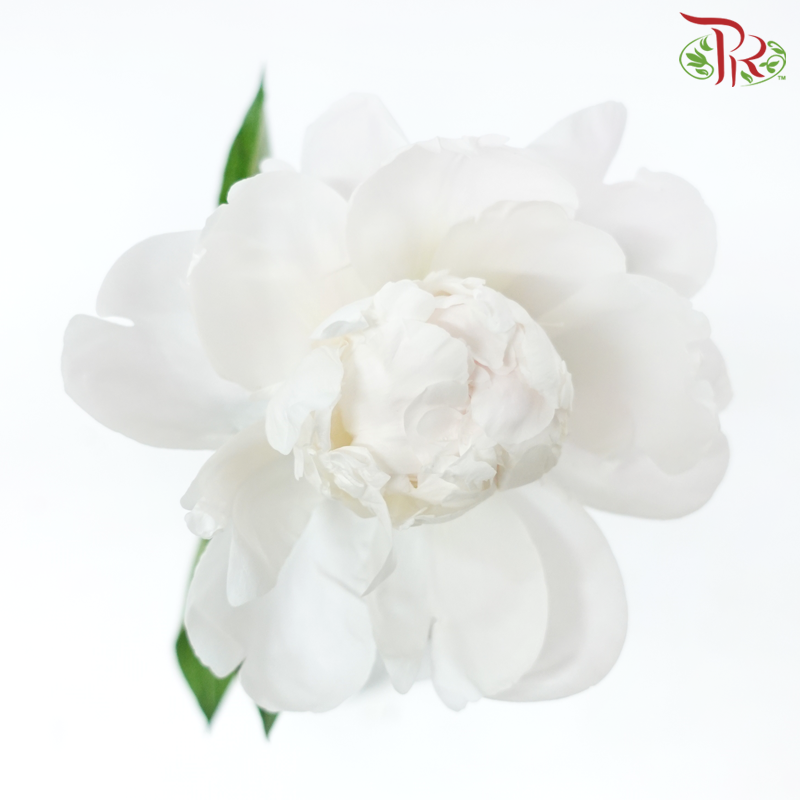 Peony - Carnival ***FRAGILE (5 Stems)***(Small / Medium Head)-White / Light Pink-China-prflorist.com.my