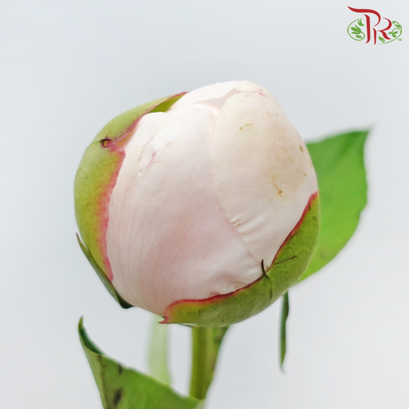 Peony - Carnival ***FRAGILE (5 Stems)***(Small / Medium Head)-White / Light Pink-China-prflorist.com.my