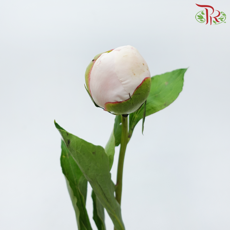 Peony - Carnival ***FRAGILE (5 Stems)***(Small / Medium Head)-White / Light Pink-China-prflorist.com.my