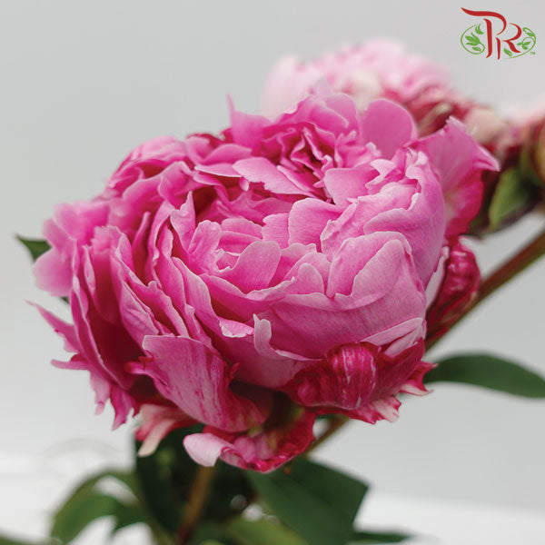 Peony - Cherry Pink (2 Stems) *Small Bud ****FRAGILE-Pink-New Zealand-prflorist.com.my