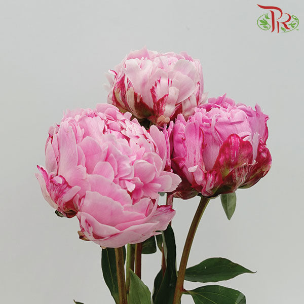 Peony - Cherry Pink (2 Stems) *Small Bud ****FRAGILE-Pink-New Zealand-prflorist.com.my