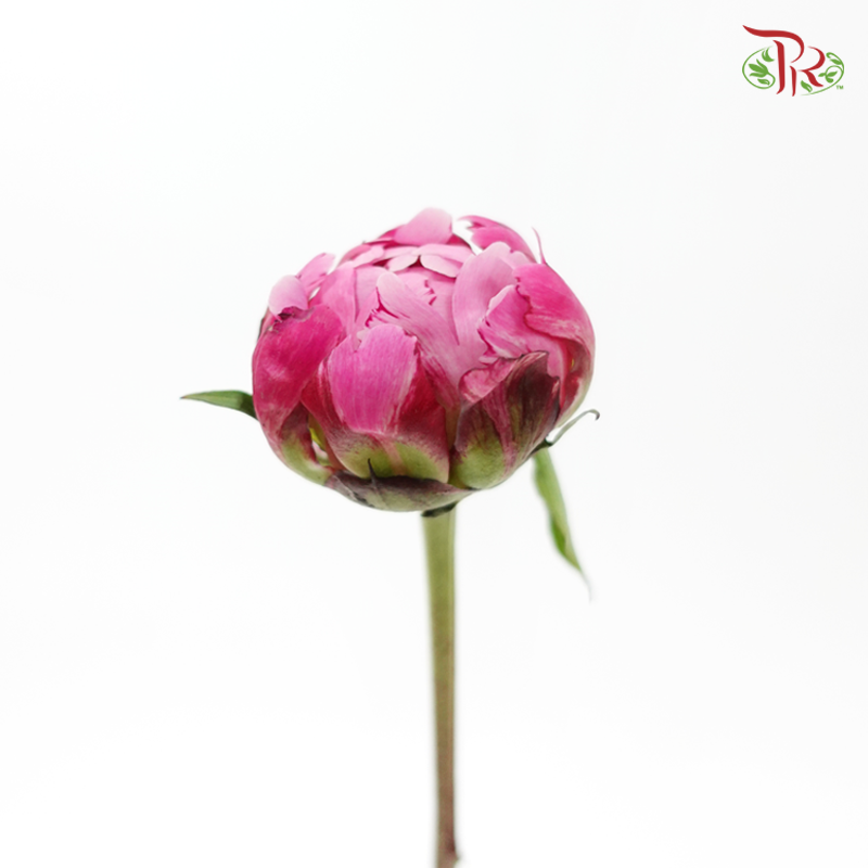 Peony - Chinese Herbaceous (5 Stems)-Pink-China-prflorist.com.my
