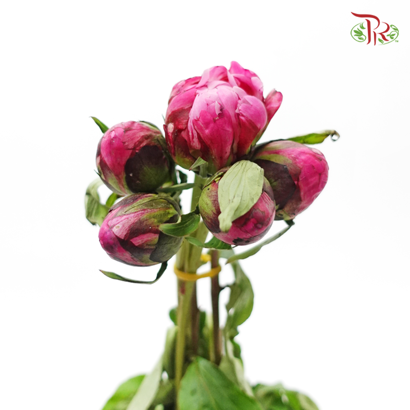 Peony - Chinese Herbaceous (5 Stems)-Pink-China-prflorist.com.my