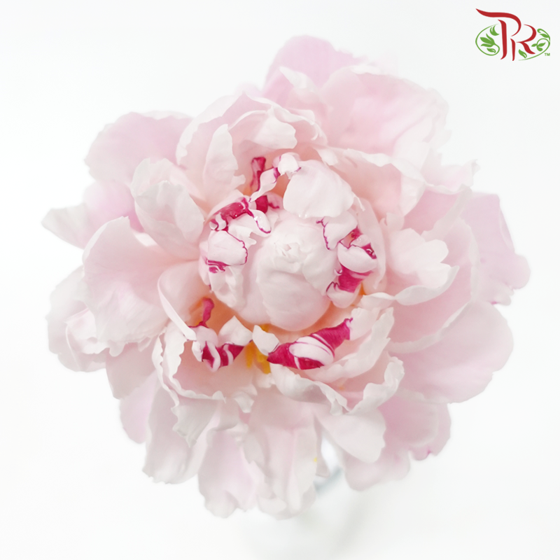 Peony - Chinese Herbaceous (5 Stems)-Pink-China-prflorist.com.my