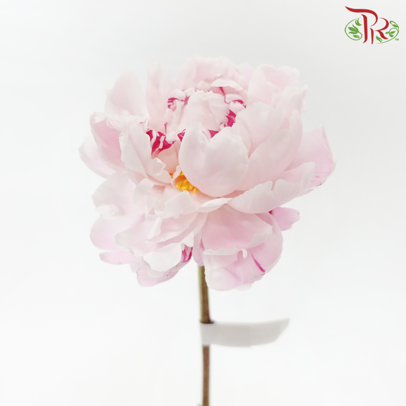 Peony - Chinese Herbaceous (5 Stems)-Pink-China-prflorist.com.my