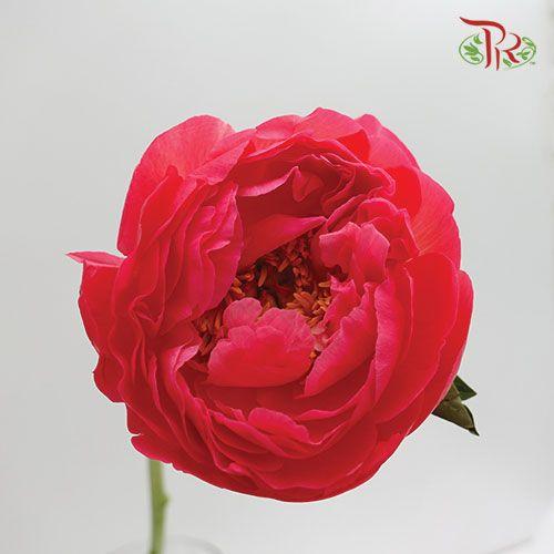 Peony - Command Perf (2 stems)-Red-Italy-prflorist.com.my