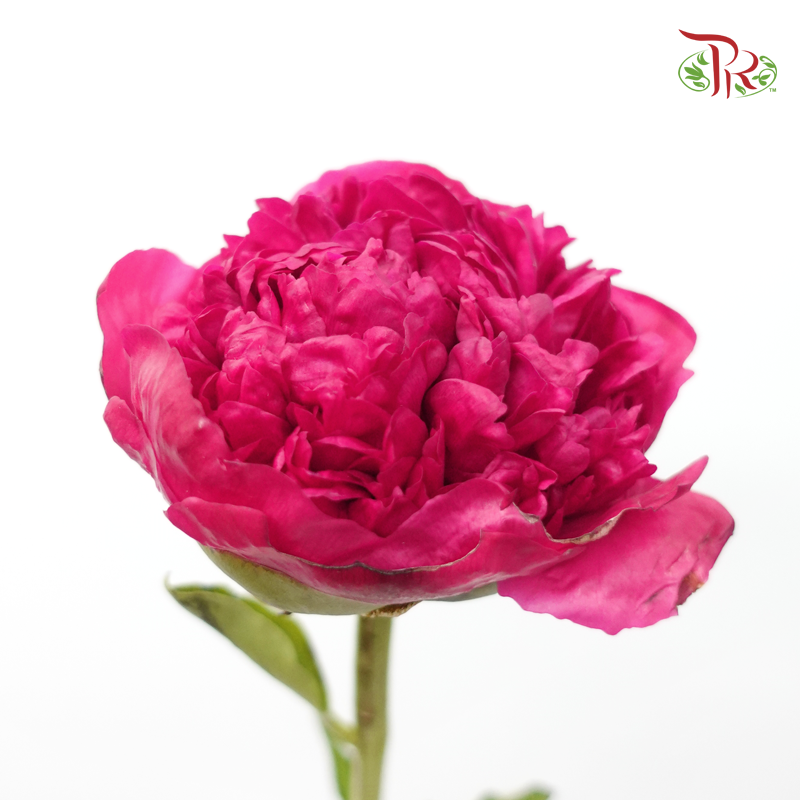 Peony - Commander (5 Stems)-Pink-China-prflorist.com.my
