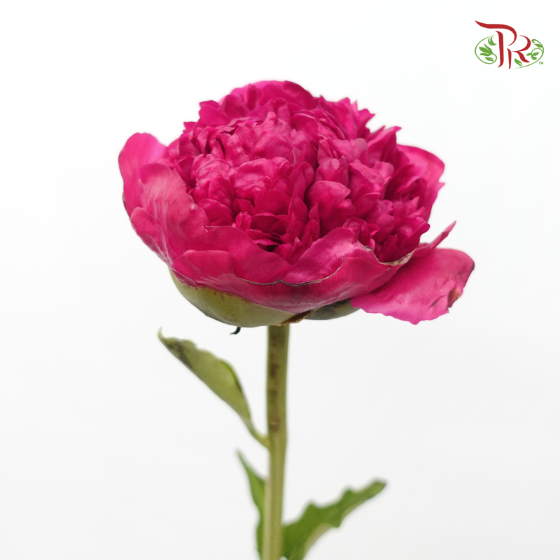 Peony - Commander (5 Stems)-Pink-China-prflorist.com.my