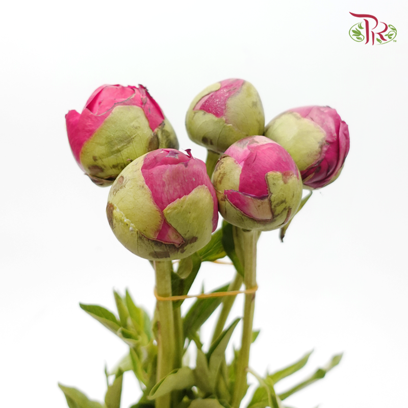 Peony - Commander (5 Stems)-Pink-China-prflorist.com.my